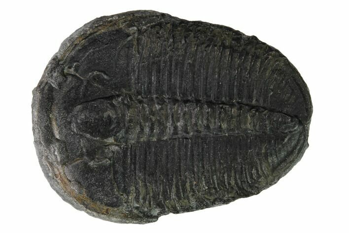 Elrathia Trilobite Fossil - Utah #169515